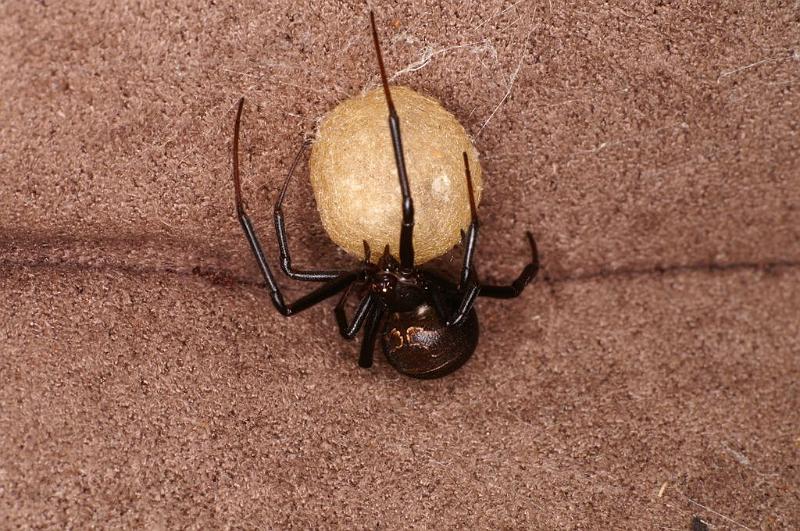 Latrodectus_hasselti_D7209_Z_88_Alexandra hills Brisbane_Australie.jpg